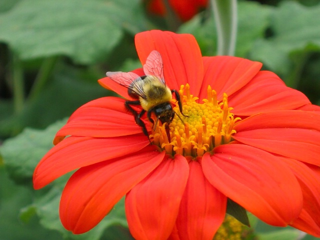 Pollinator  - ID: 690212 © Cynthia M. Wiles