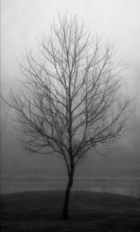 Tree in Fog