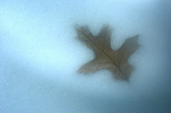 Leaf in Frosty Dream