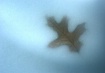 Leaf in Frosty Dr...