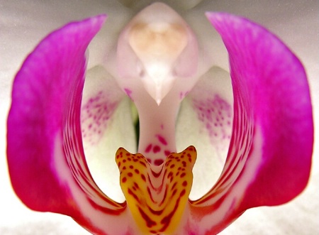 Original Orchid Tiff