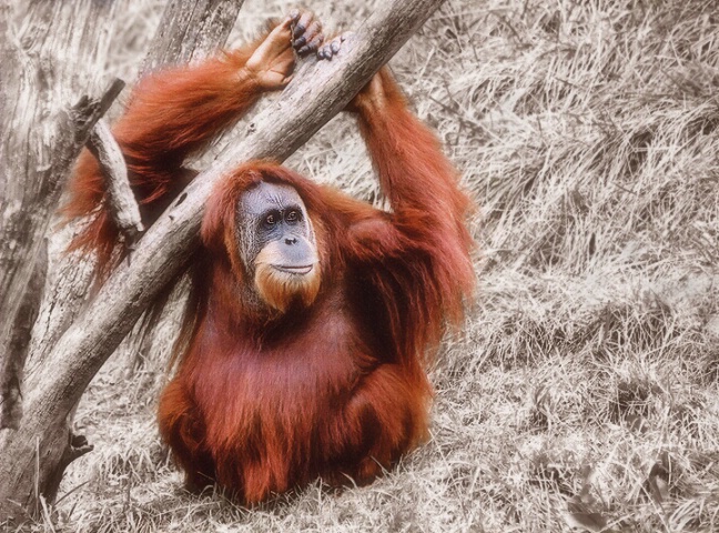 ~ Great Red Ape ~