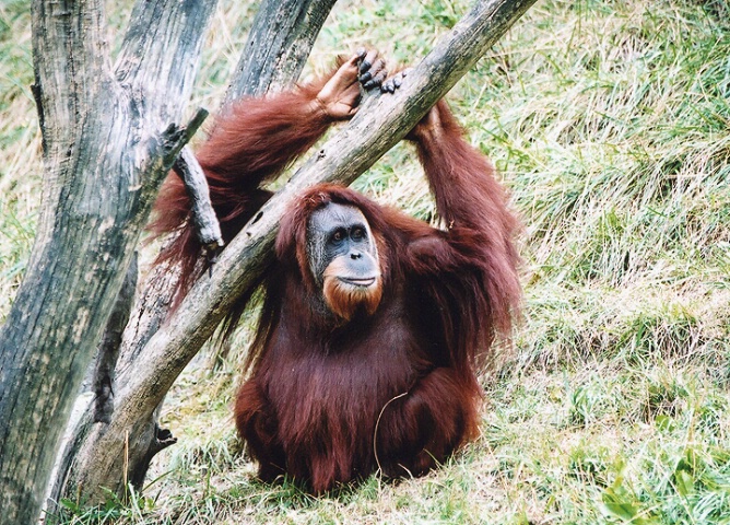 orangutan..... before