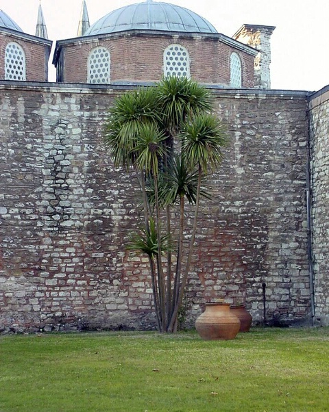 Palm and Wall