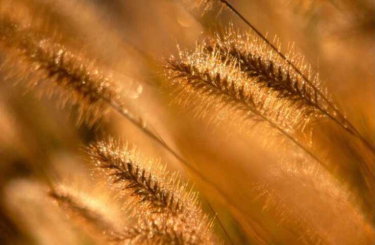 Fountain grass