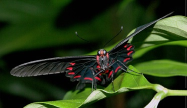 Black Mormon