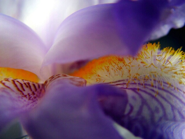 Iris - ID: 694015 © Michèle J. Thomas
