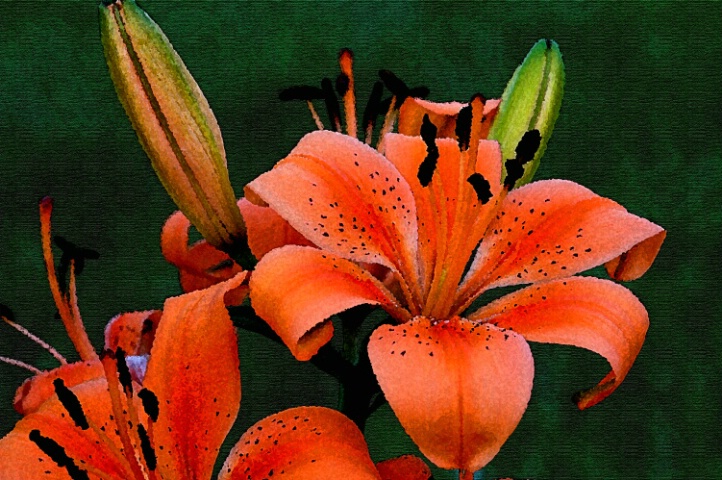 lilies on canvas