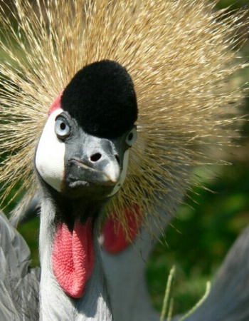 Ugandan Crested Crane