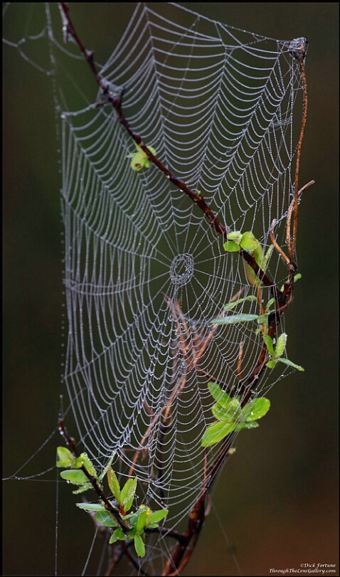 Web of Dew... - ID: 694941 © Sara And Dick