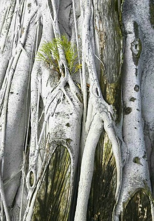 Old Banyan Trunk with New Life