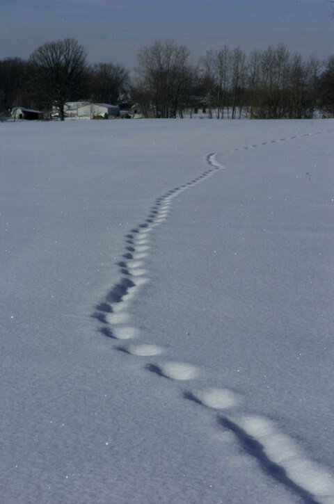 Deer Tracks Through Field