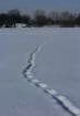 Deer Tracks Throu...