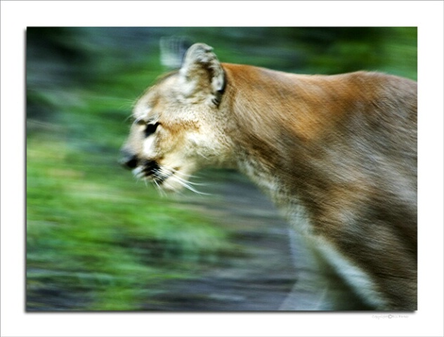 Cougar on the move