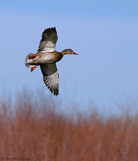 Coming in for a Landing