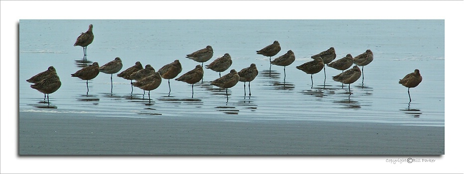 Pattern - long-billed dowitchers