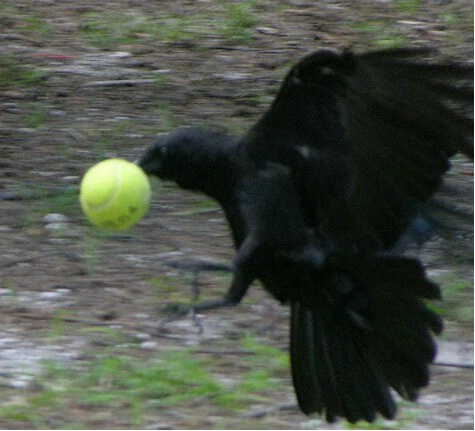 Crow in Flight carrying tennis ball