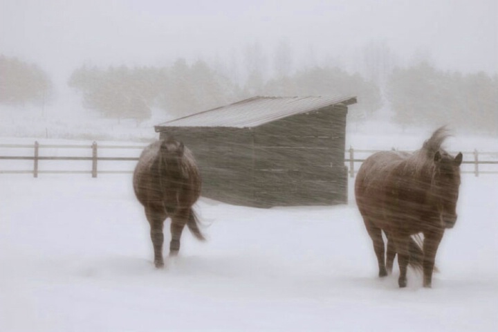 ~A Blustery Day~