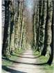 Straight ahead