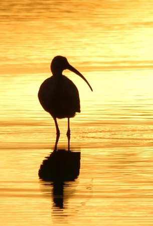 Ibis at Sunset