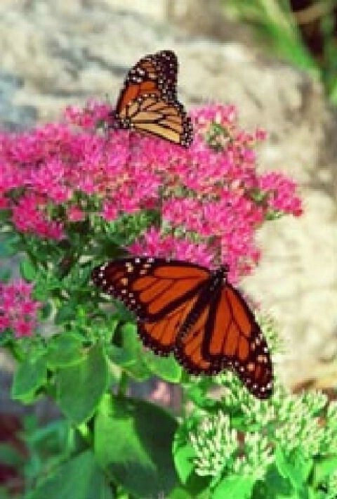 Two Monarchs - ID: 697017 © Deborah A. Prior