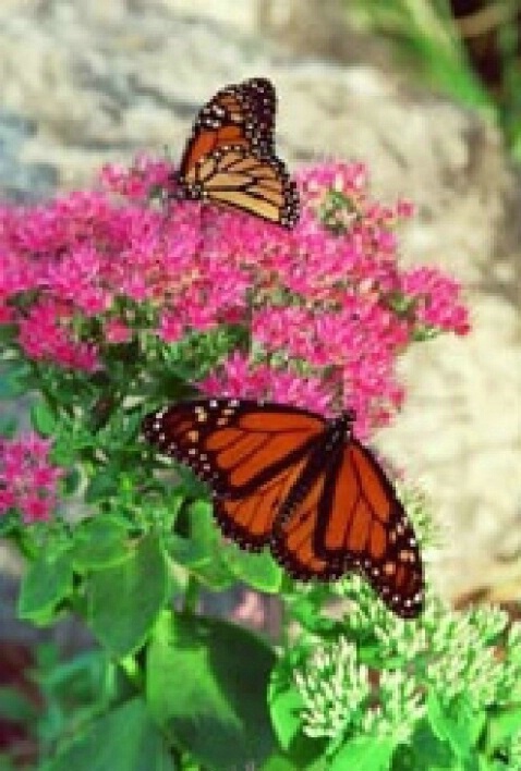 Two Monarchs - ID: 697032 © Deborah A. Prior