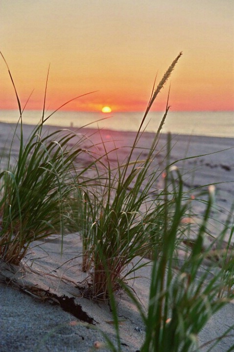 Reeds at Sunset - ID: 697034 © Deborah A. Prior