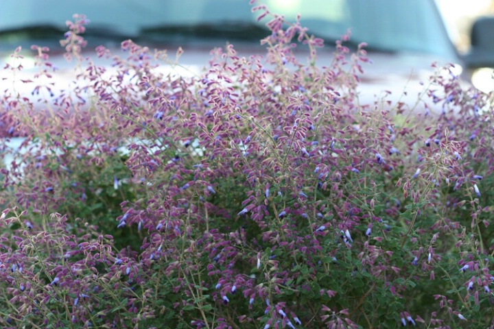 Purple weeds before