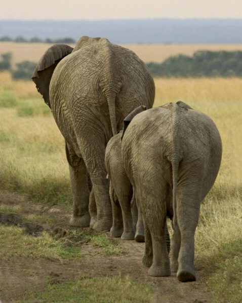 African Elephant Family - ID: 698326 © James E. Nelson