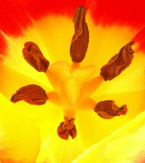 Starburst tulip