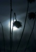 Moonglow Silhouet...
