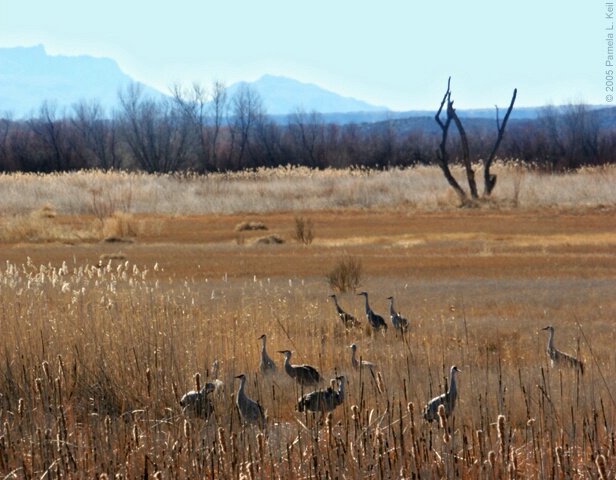 Field of Cranes