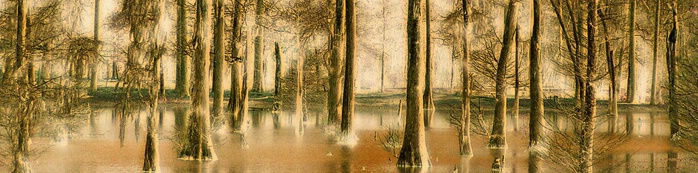 Cypress Tree Swamp