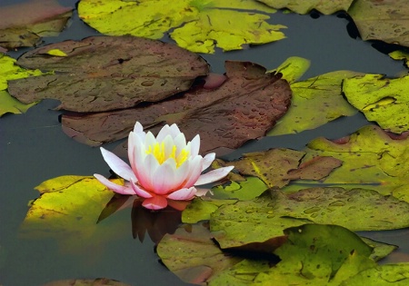 Waterlilly and Friends