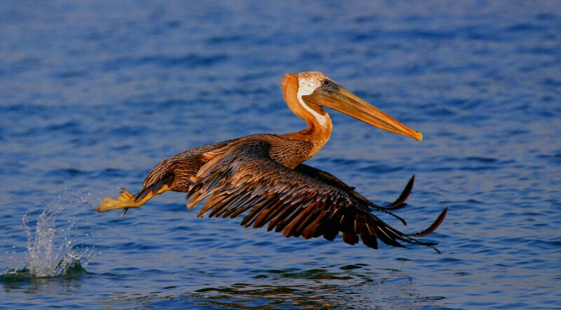 Pelican