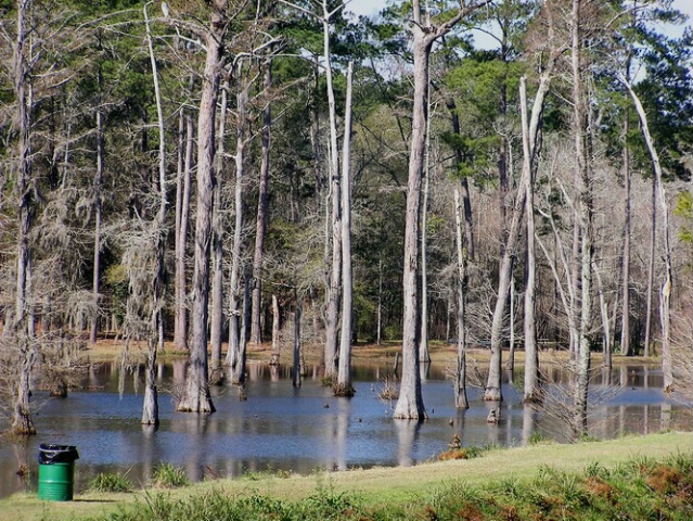 The original of the Cypress Swamp