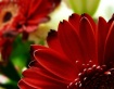 Gerbera Straight ...