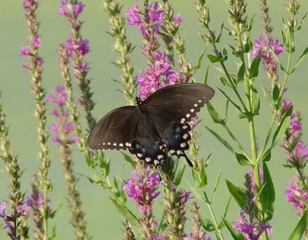 Black Beauty