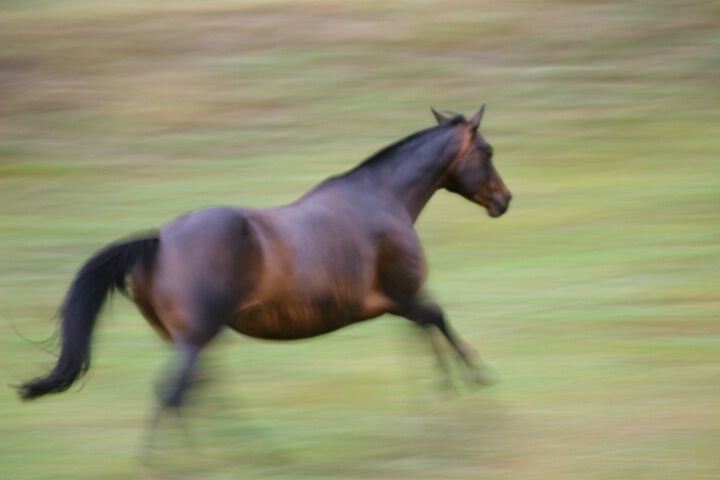 Happy Horse