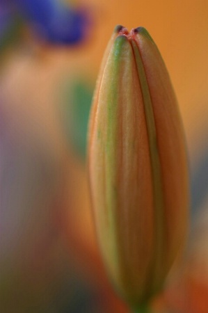 Lily Bud Renewal