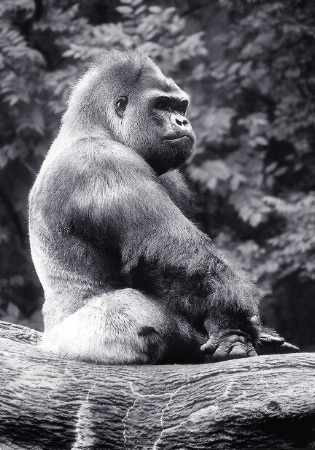 Silverback