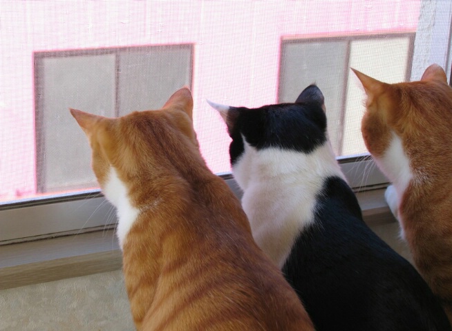 Window Watching