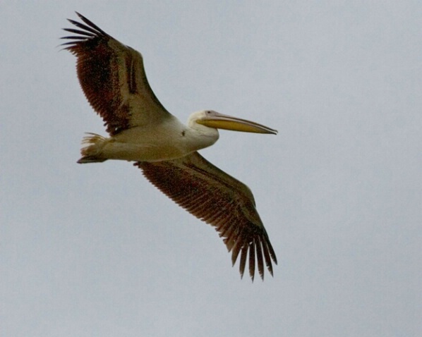 White Pelican - ID: 701256 © James E. Nelson