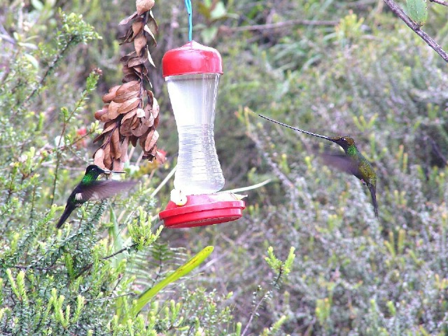 Ecuadorian hummingbirds