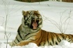 snow tiger-14