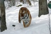 snow tiger-15