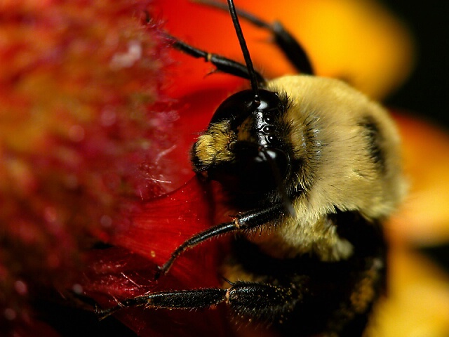 Bee on Gaillardia