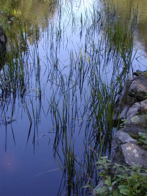 Mill pond