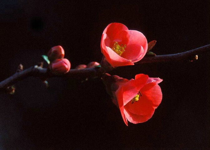 Dominance Flowering Quince