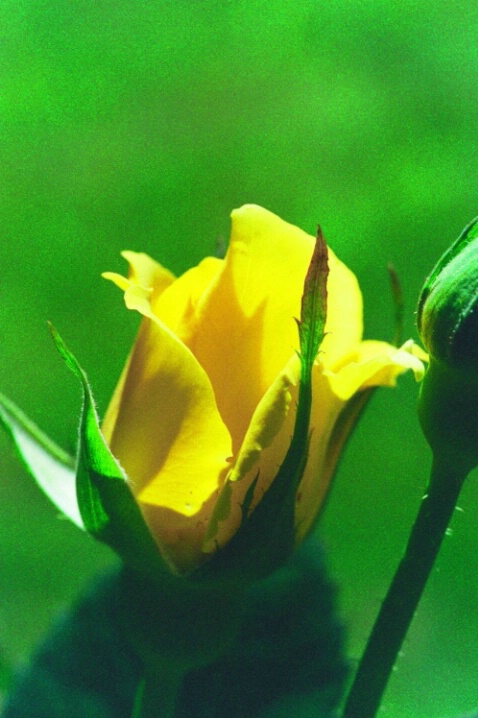 Yellow Rosebud - ID: 703583 © Deborah A. Prior